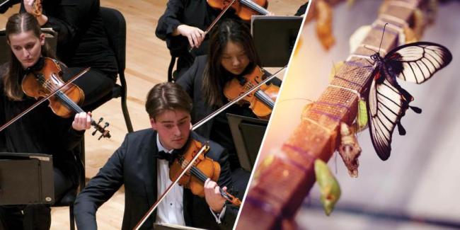 Split image, UGA Symphony Orchestra and butterfly exiting a chrysalis.